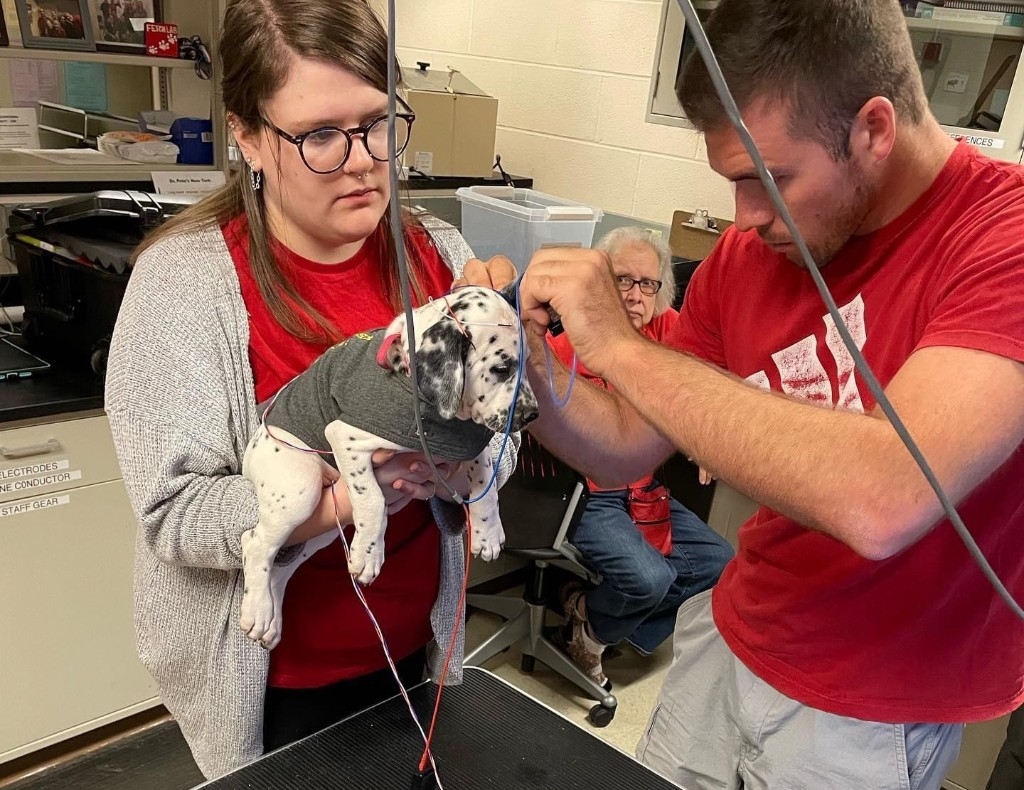 Alexandra Mabley, Second year student in the Audiology program, does a hearing exam on a puppy. 