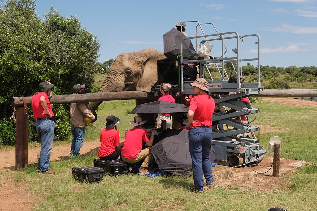 Students testing an elephants hearing